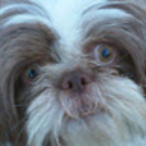 Meet your Posher, Grace